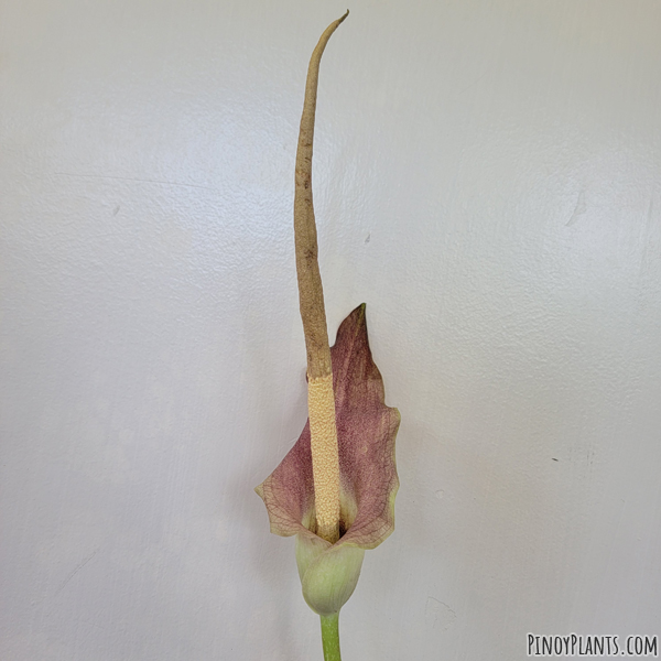 Amorphophallus rayongii flower