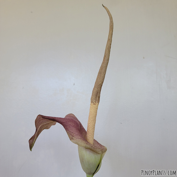 Amorphophallus rayongii flower