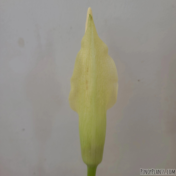 Amorphophallus salmoneus flower back
