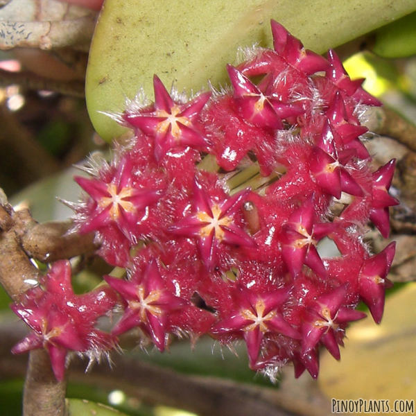 Hoya mindorensis flower
