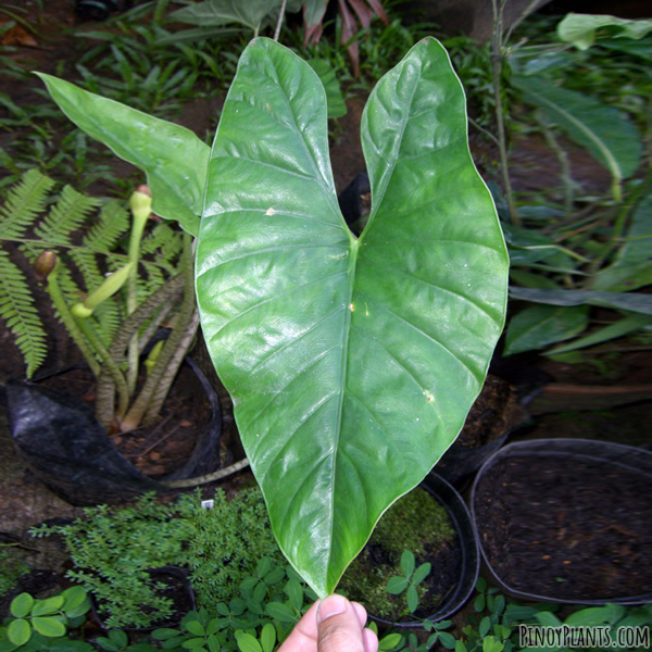 Alocasia boyceana leaf