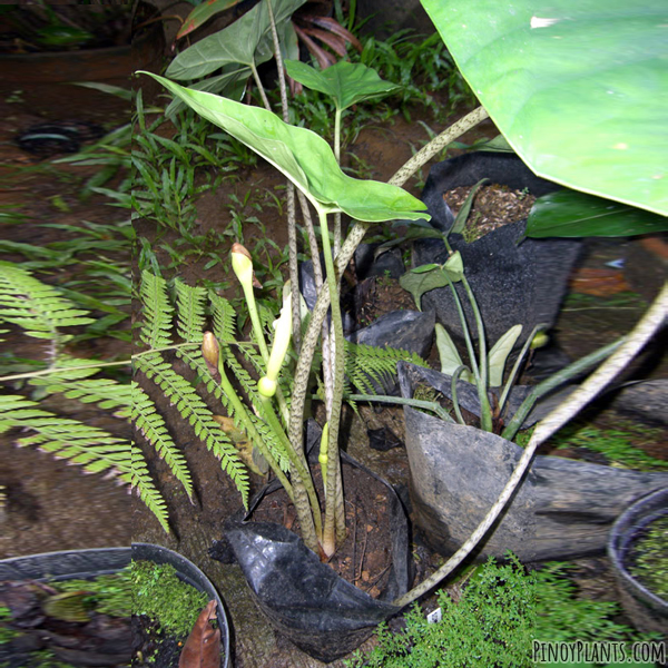 Alocasia boyceana