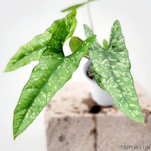 Alocasia cfr. ramosii shattered glass