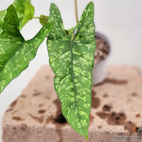 Alocasia cfr. ramosii leaf