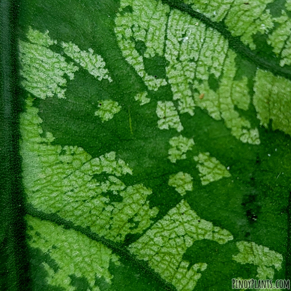 Alocasia cfr. ramosii leaf pattern