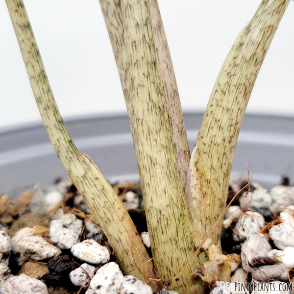 Alocasia cfr. ramosii petiole