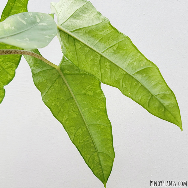 Alocasia cfr. ramosii leaf underside