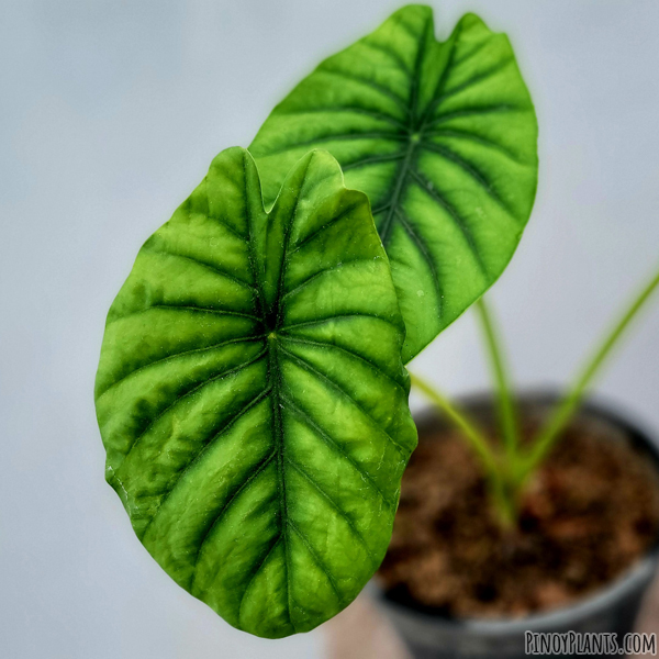 Alocasia clypeolata leaf