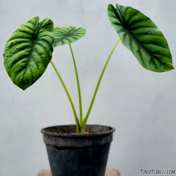 Alocasia clypeolata