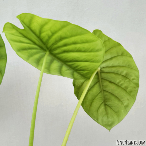 Alocasia clypeolata leaves underside