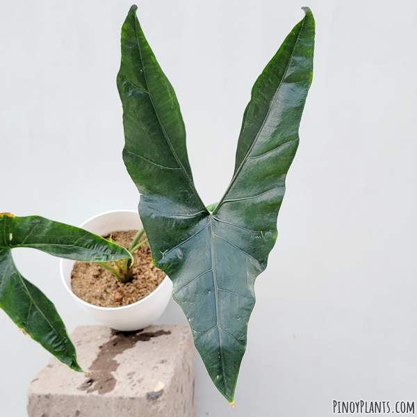 Alocasia culionensis leaf