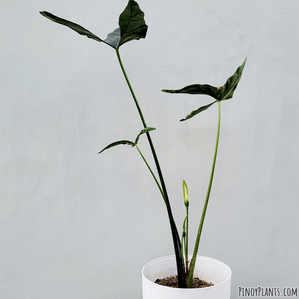 Alocasia culionensis