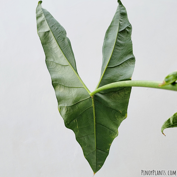 Alocasia culionensis leaf underside