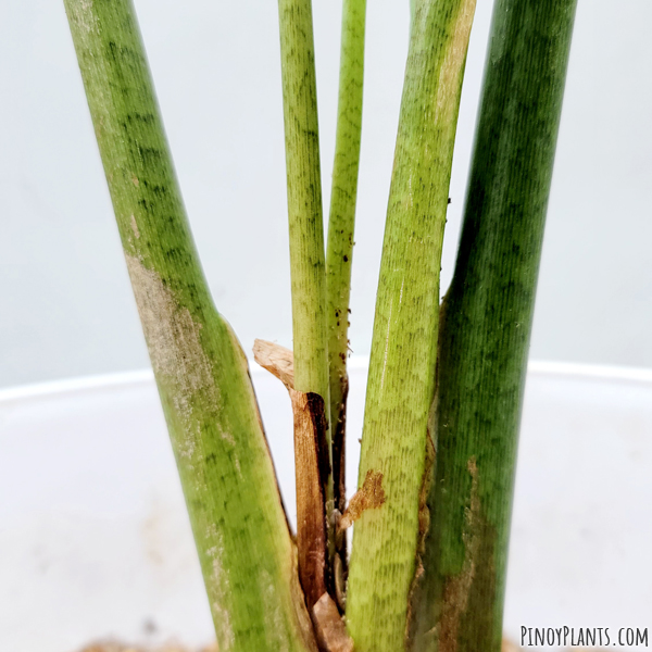 Alocasia culionensis petiole