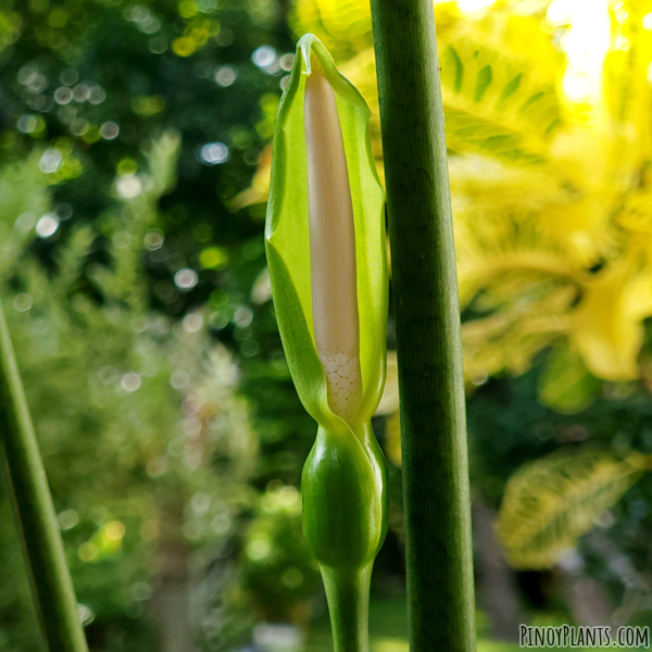 Alocasia culionensis flower