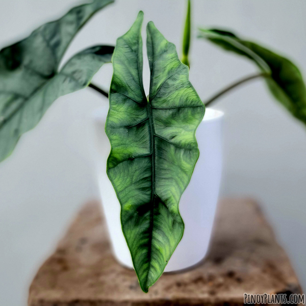 Alocasia heterophylla leaf