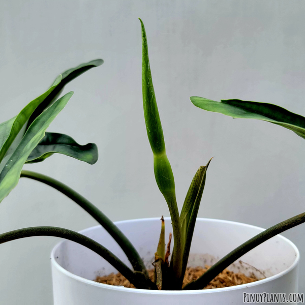 Alocasia heterophylla flower