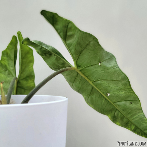 Alocasia heterophylla leaf underside