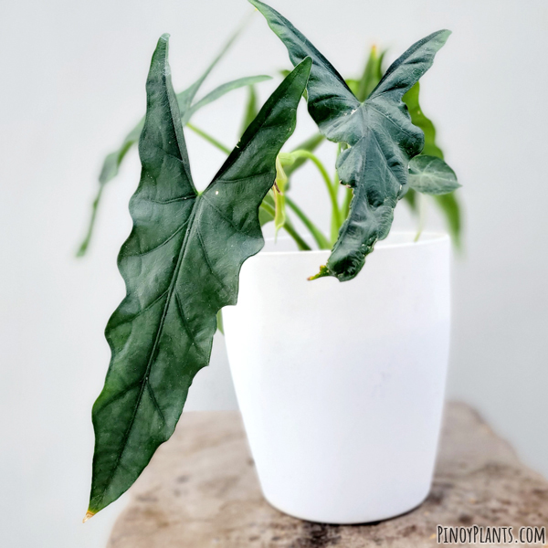 Alocasia heterophylla