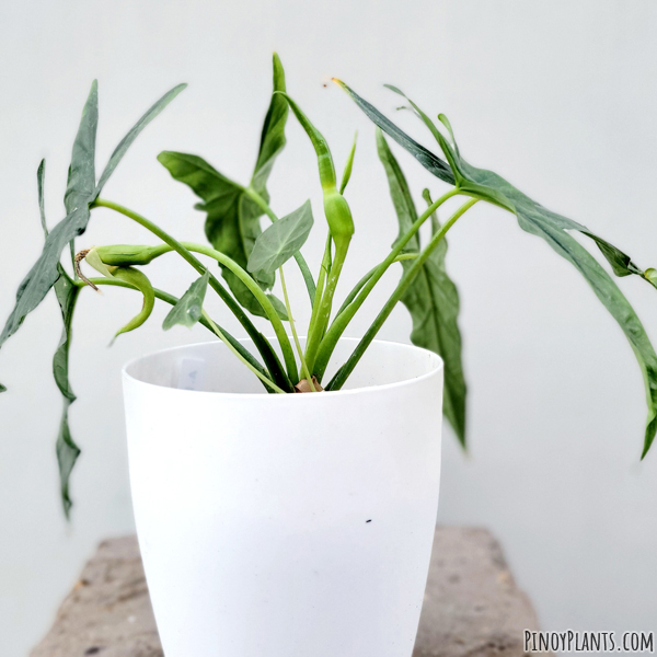 Alocasia heterophylla