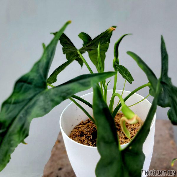 Alocasia heterophylla