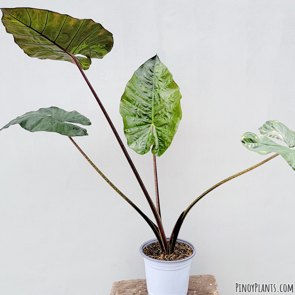 Alocasia macrorrhizos 'plumbea'
