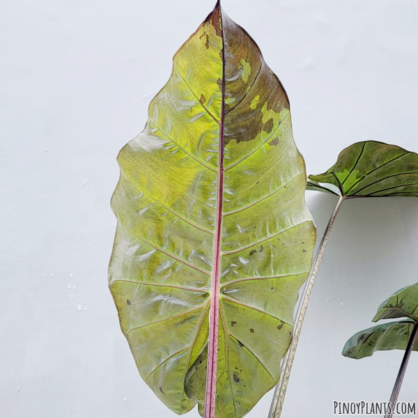 Alocasia macrorrhizos 'plumbea' leaf underside