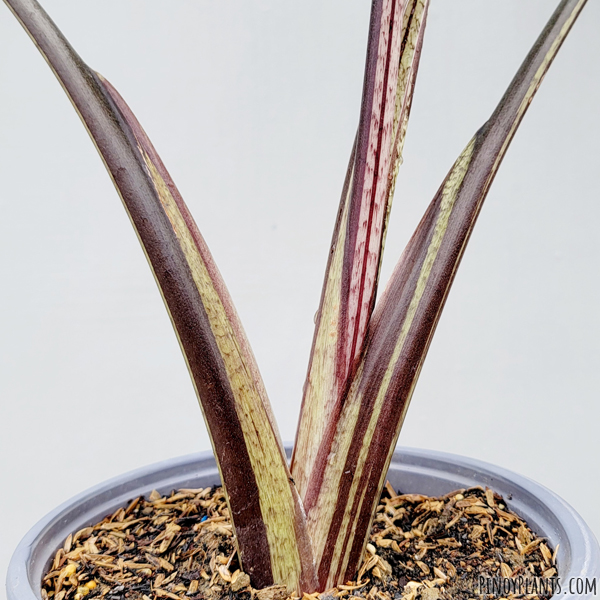 Alocasia macrorrhizos 'plumbea' petiole