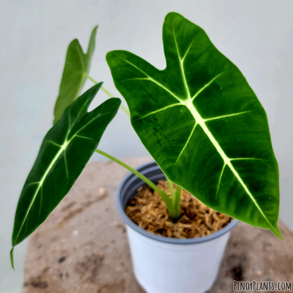 Alocasia micholitziana