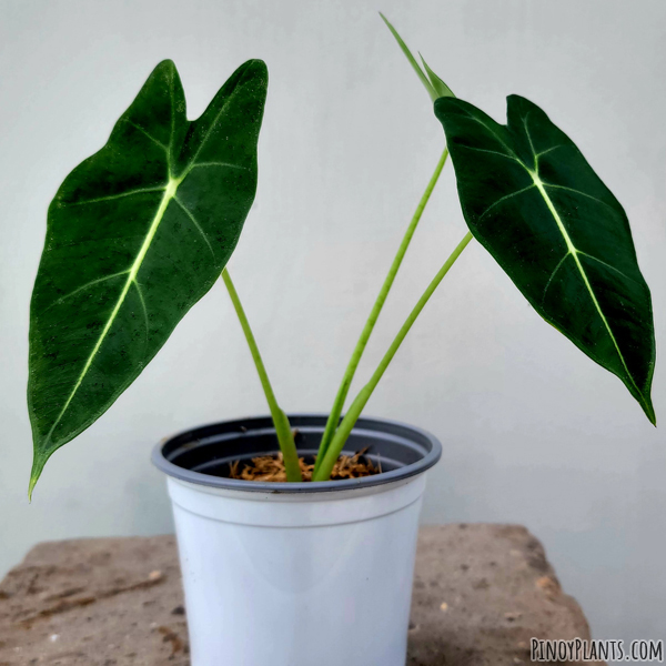 Alocasia micholitziana