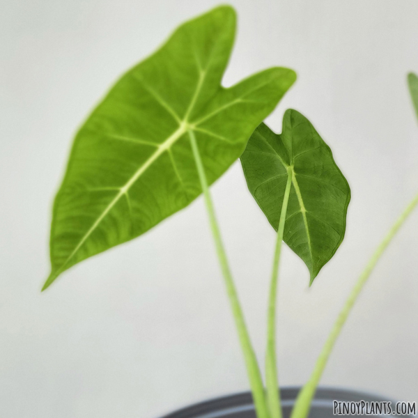 Alocasia micholitziana leaves underside