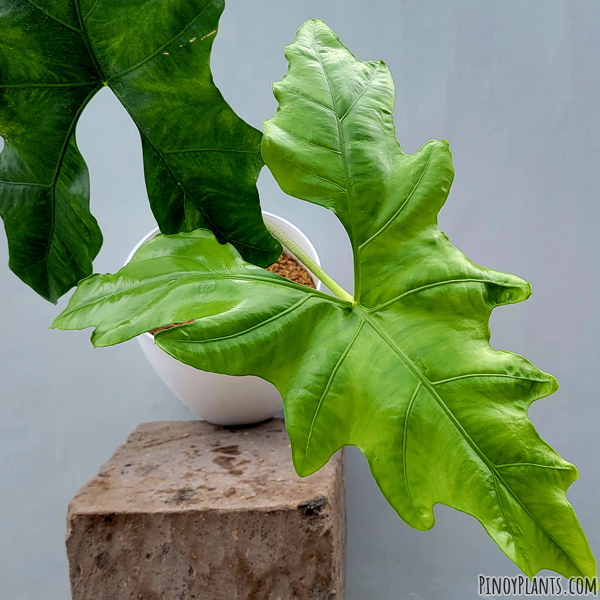 Alocasia nycteris leaf