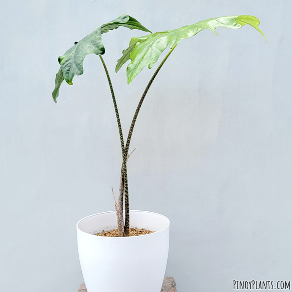 Alocasia nycteris