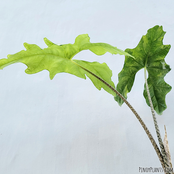 Alocasia nycteris leaves underside