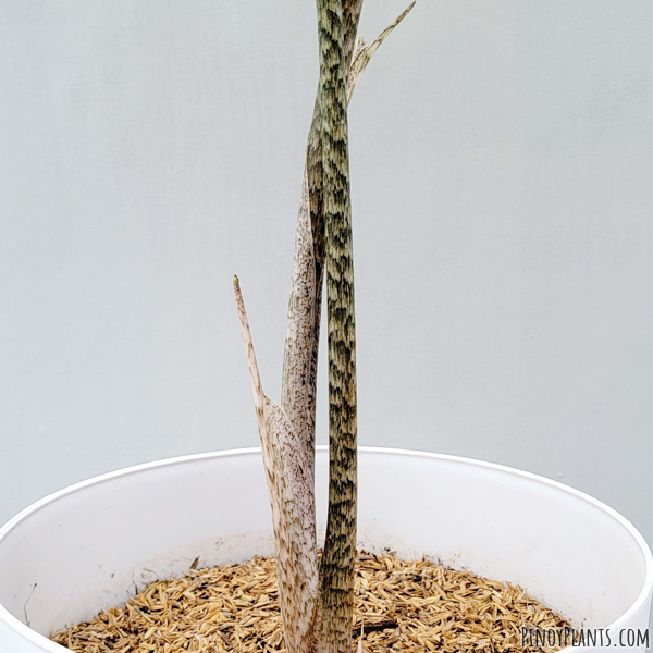 Alocasia nycteris petiole