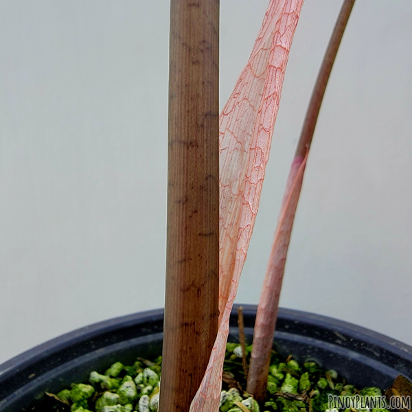 Alocasia sanderiana petiole