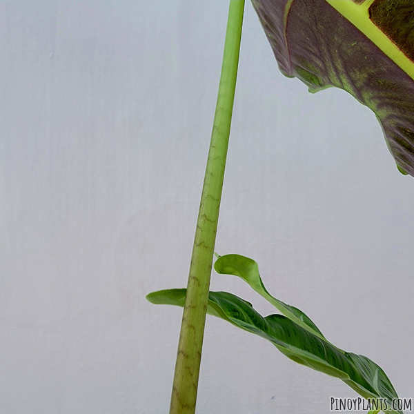 Alocasia sanderiana petiole