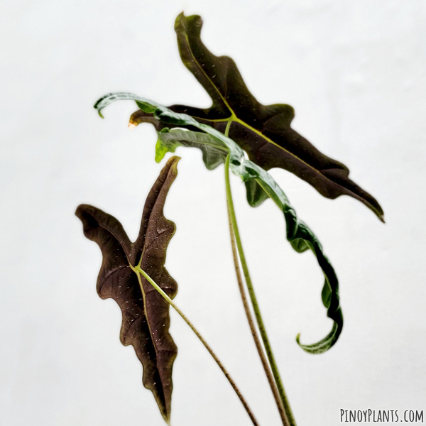 Alocasia sanderiana leaves underside