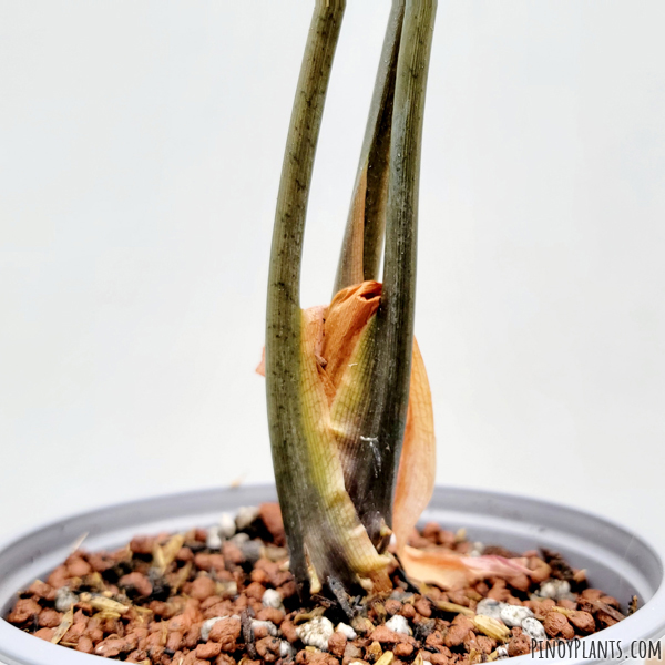 Alocasia sanderiana petiole