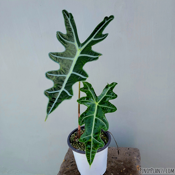 Alocasia sanderiana