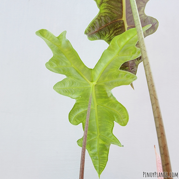 Alocasia sanderiana leaf underside