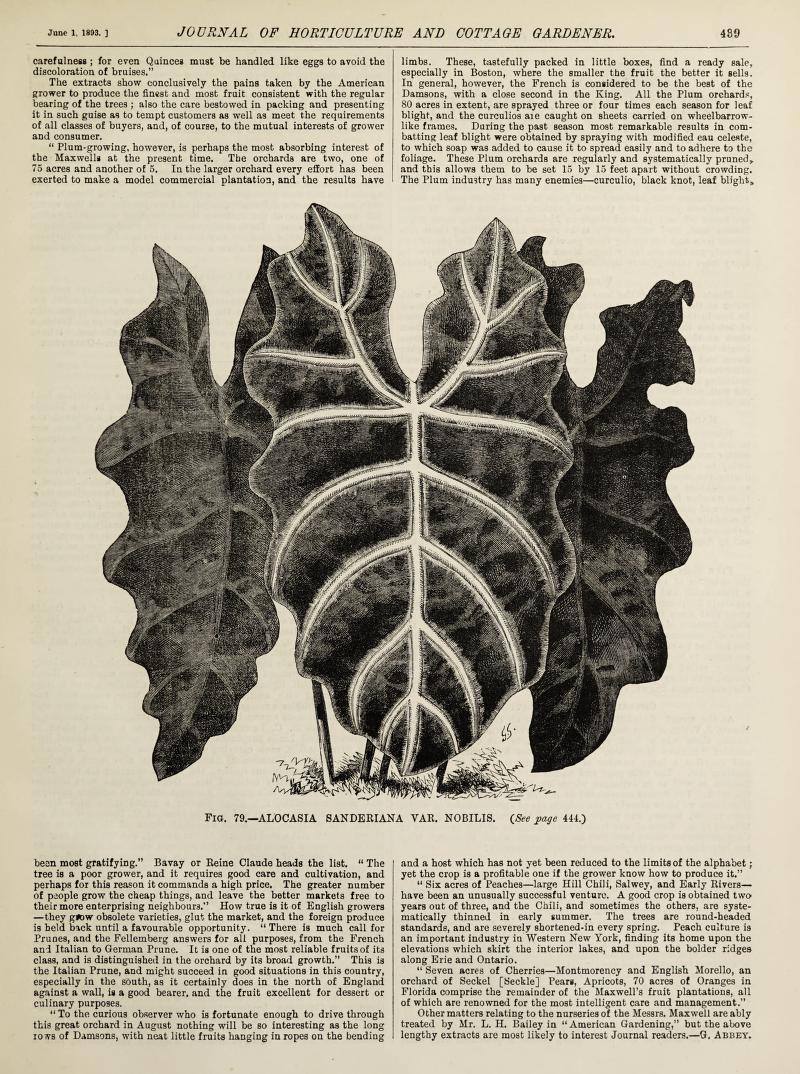 Alocasia sanderiana var. nobilis botanical illustration