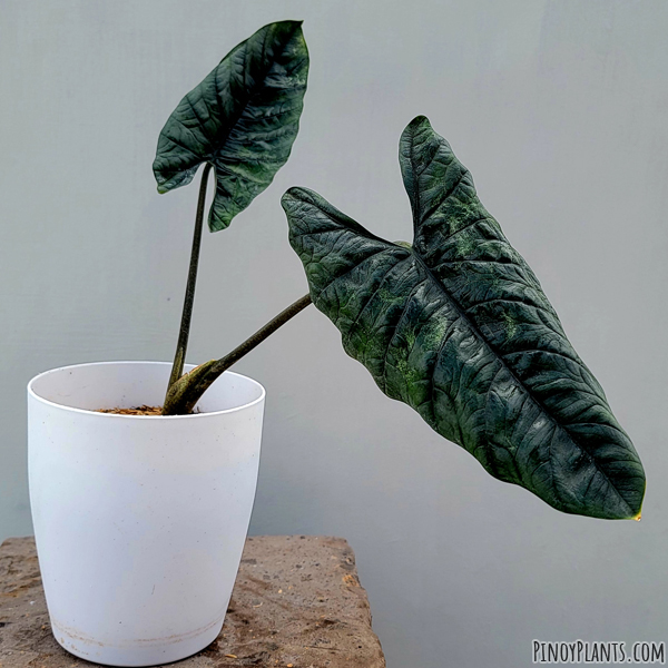 Alocasia scalprum