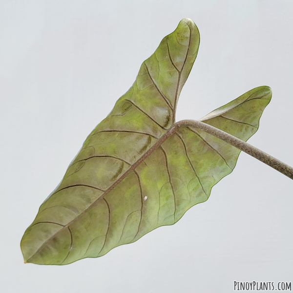 Alocasia scalprum leaf underside