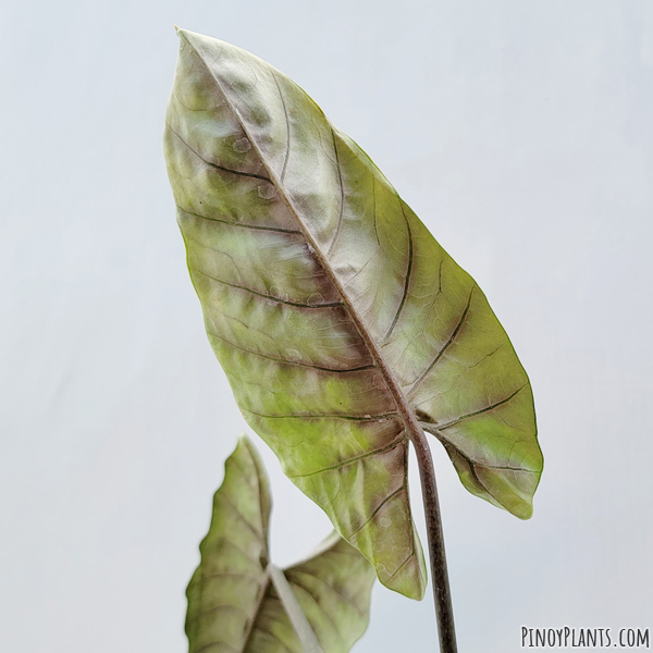 Alocasia scalprum leaf underside