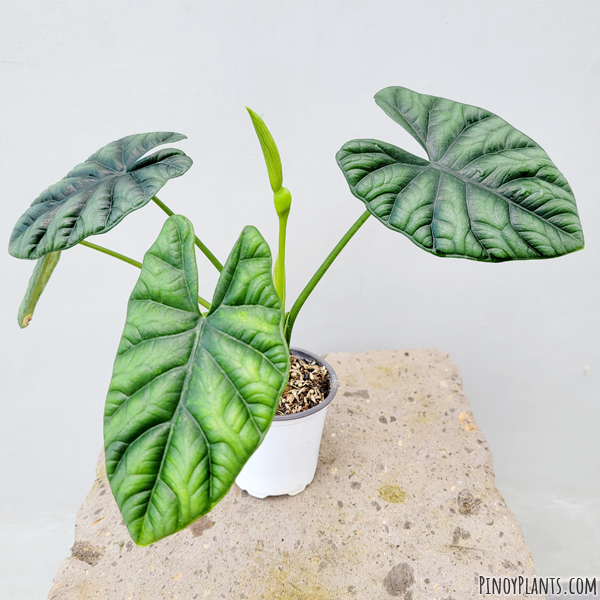 Alocasia sinuata