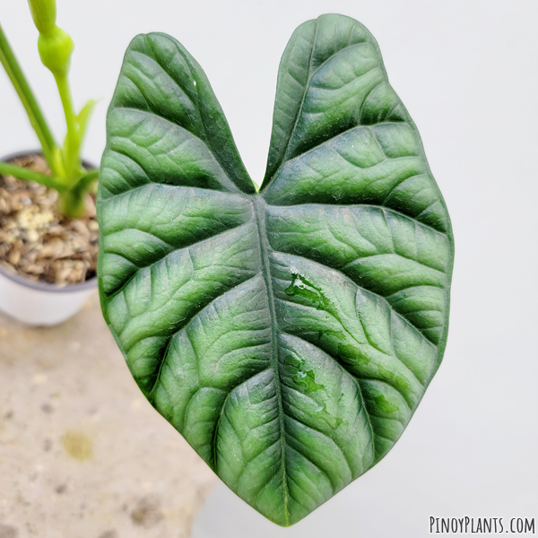 Alocasia sinuata leaf