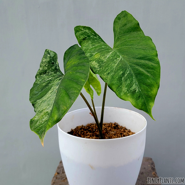 Alocasia sp221