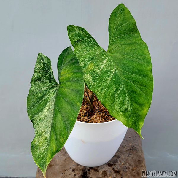 Alocasia sp221