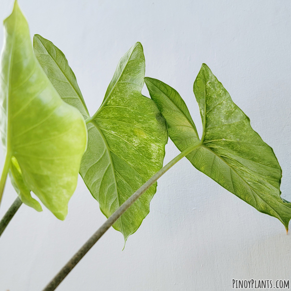 Alocasia sp221 leaf underside